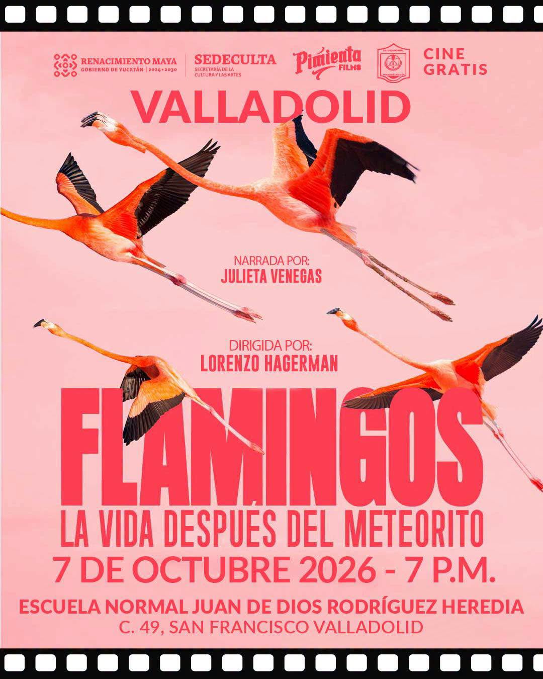 Imagen 1 de la publicación de Línea Abierta Yucatán: Flamingos, un viaje natural llega a Valladolid con la Sedeculta