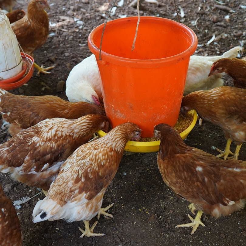 Imagen 2 de la publicación de Línea Abierta Yucatán: Respalda Gobierno del Renacimiento Maya economía de las familias con huertos y aves de traspatio