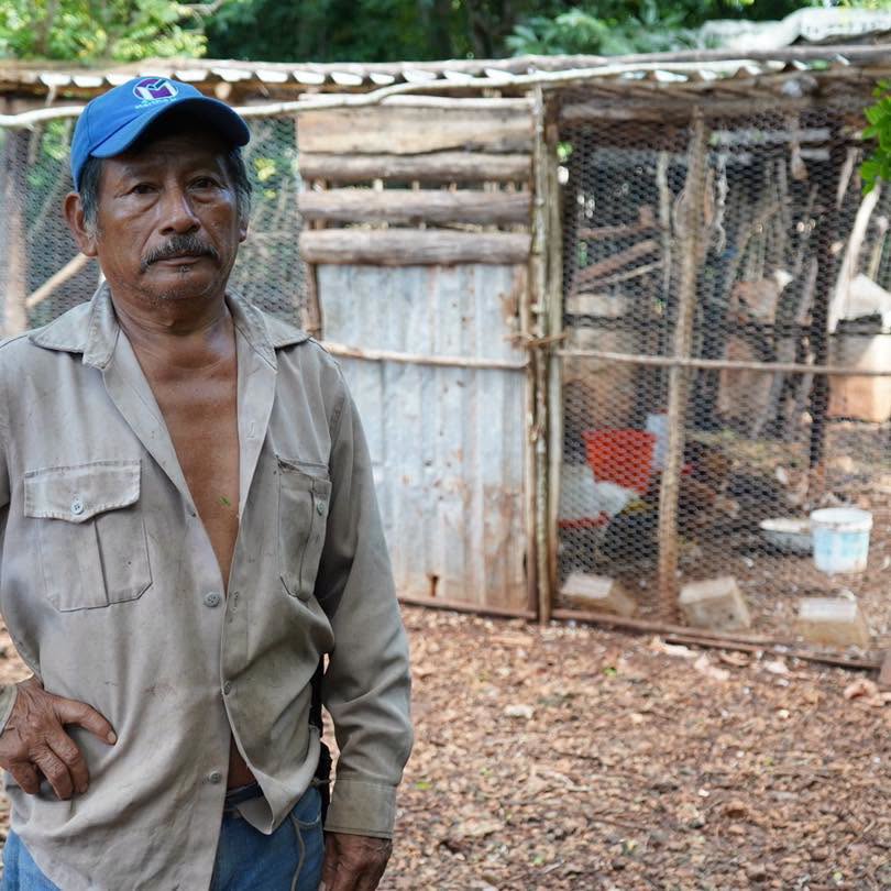 Imagen 3 de la publicación de Línea Abierta Yucatán: Respalda Gobierno del Renacimiento Maya economía de las familias con huertos y aves de traspatio